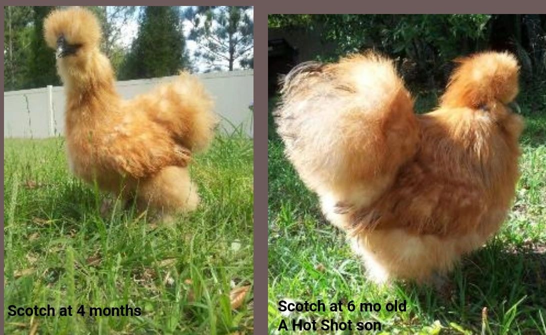 Silkie chicken growing from chick to adult