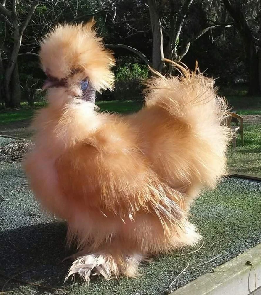 Fluffy tan silkie chicken outdoors