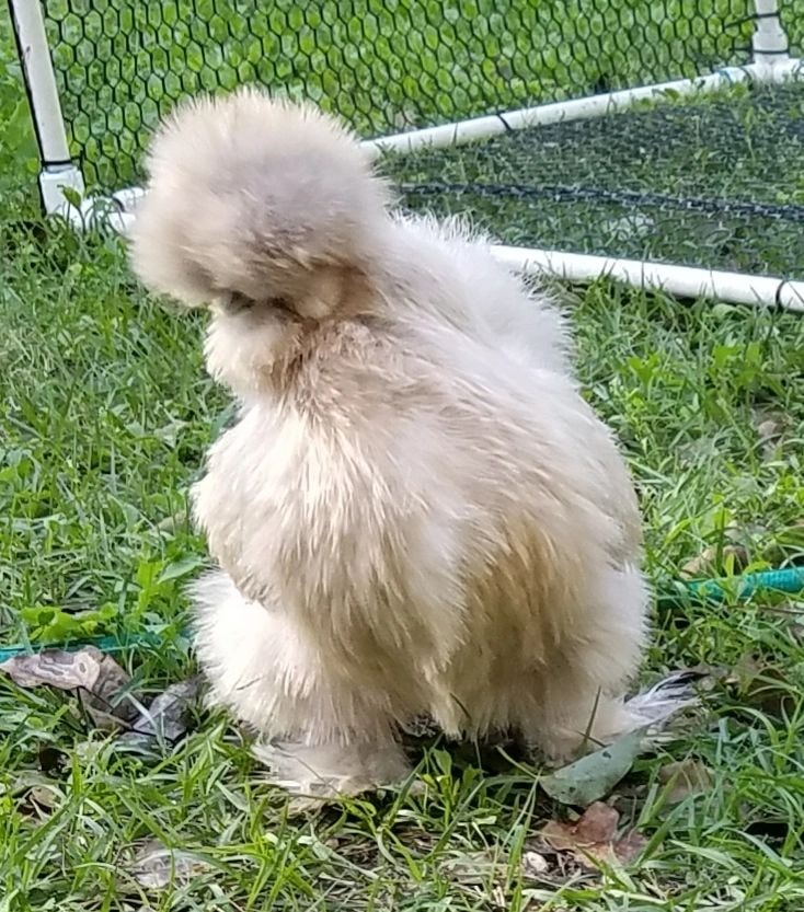 White silkie chicken in backyard pen