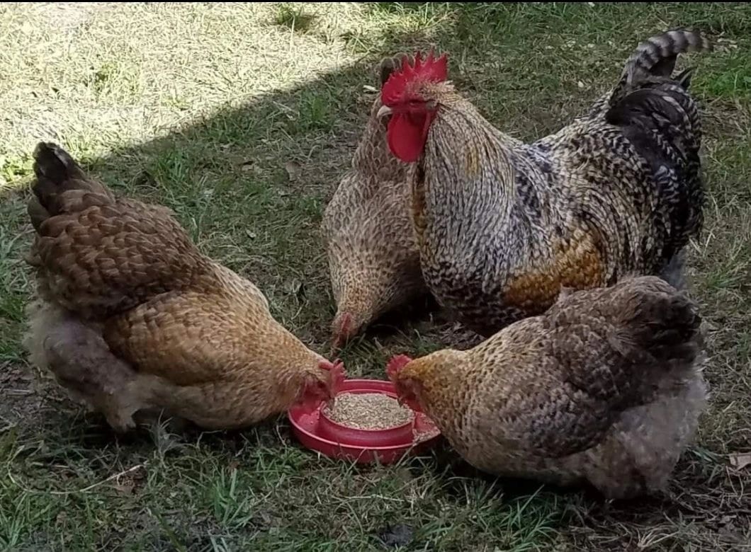 Rooster and hens eating from feeder