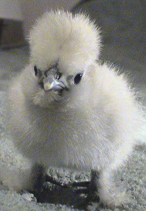 White silkie chick closeup
