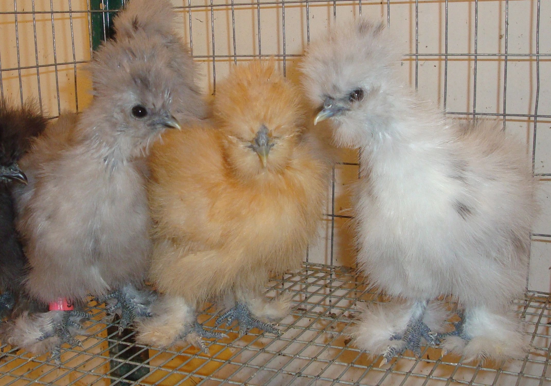Silkie chicks in wire cage
