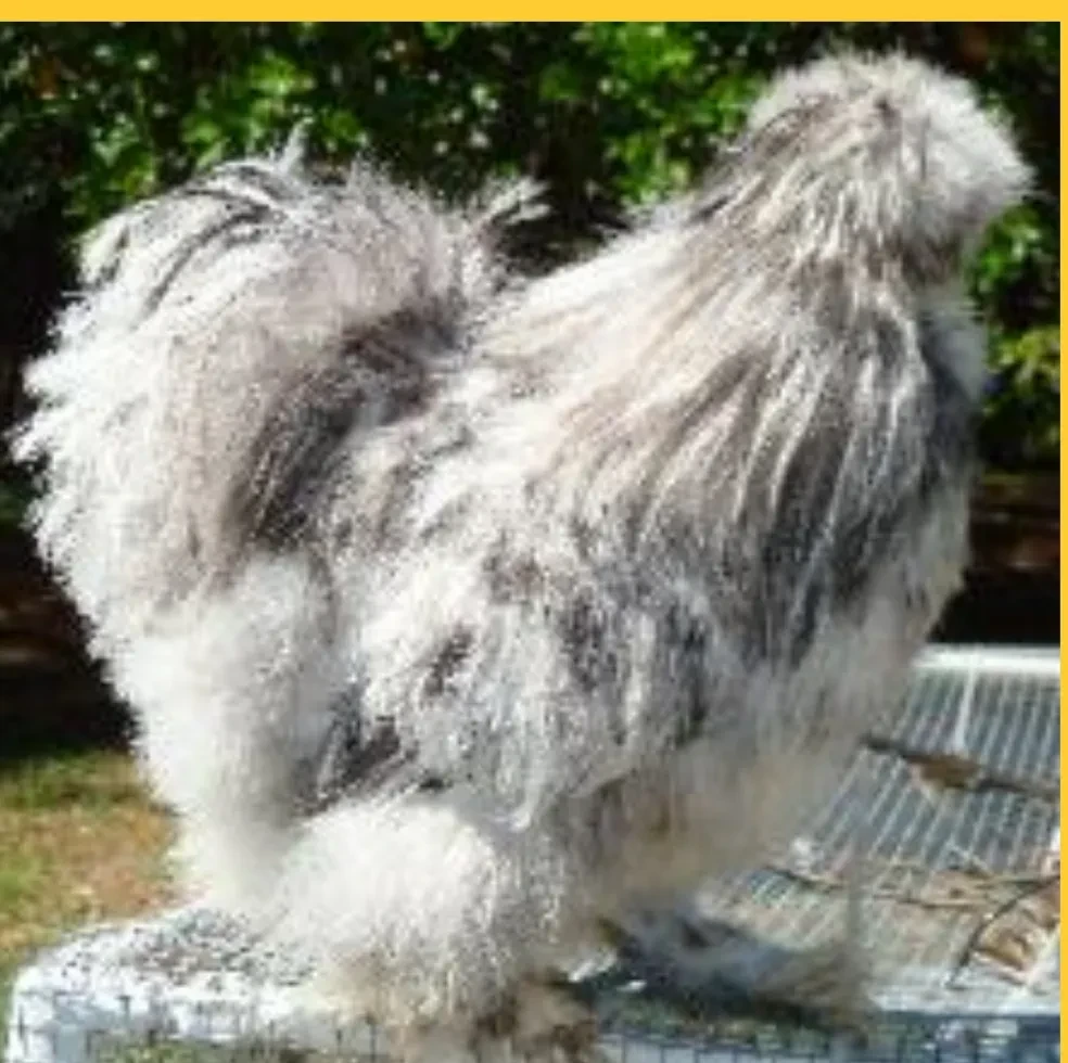 Achmed, a gray and white Silkie