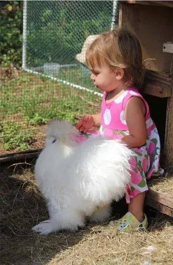 Apollo with a fluffy white Silkie friend