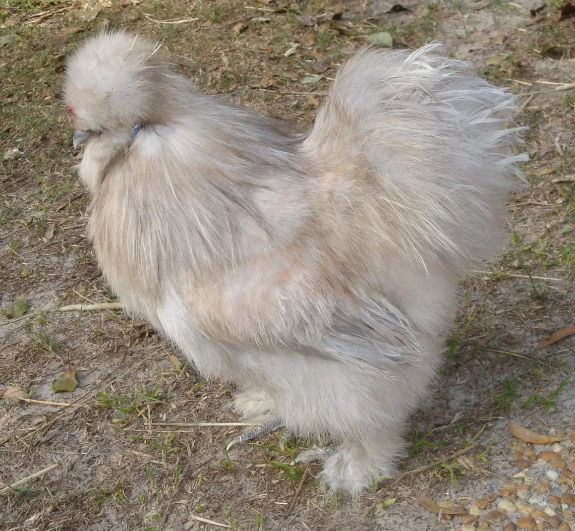 BC Boy, a fluffy white Silkie