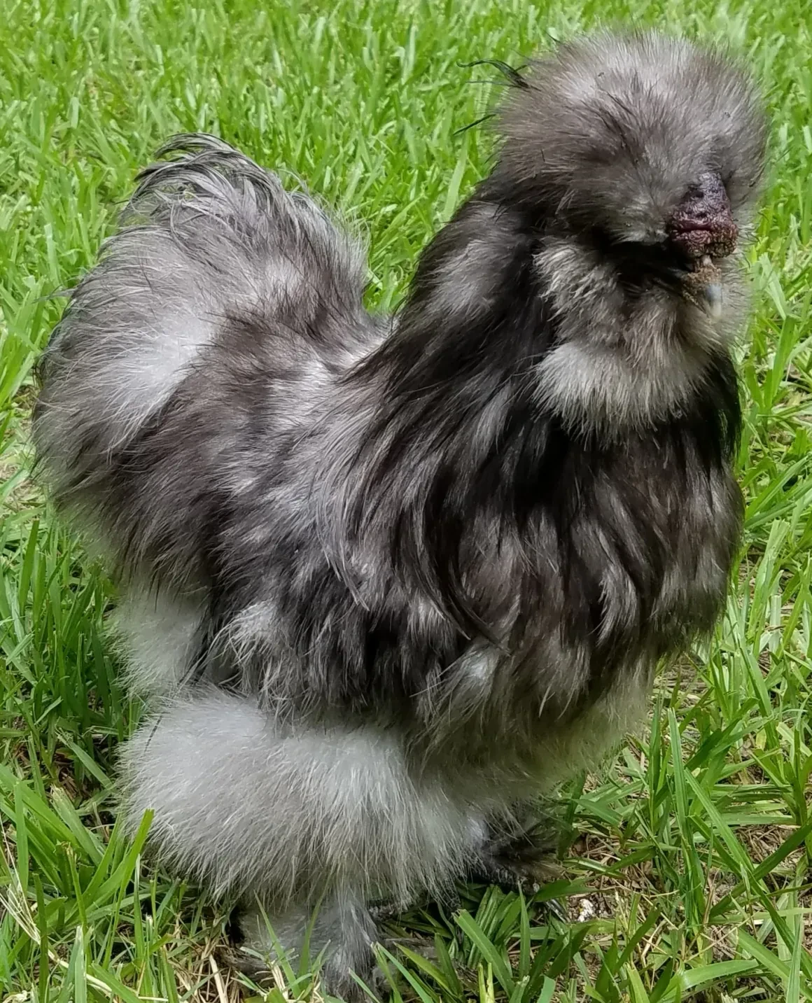 Blue Boy, a stunning blue-black and silver Silkie on grass
