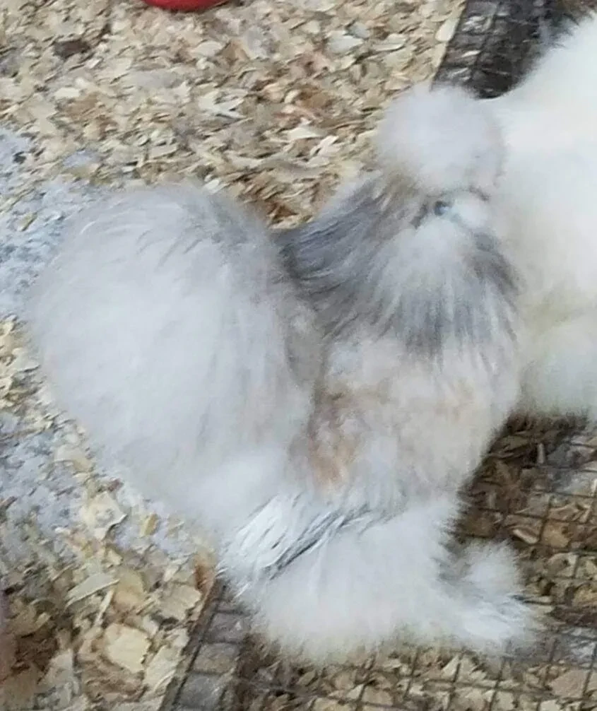 Boceli, a fluffy white and gray Silkie