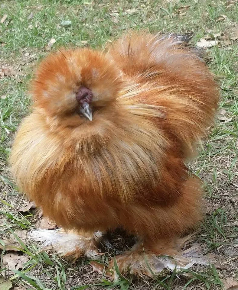 Burnie, a fluffy orange-brown Silkie