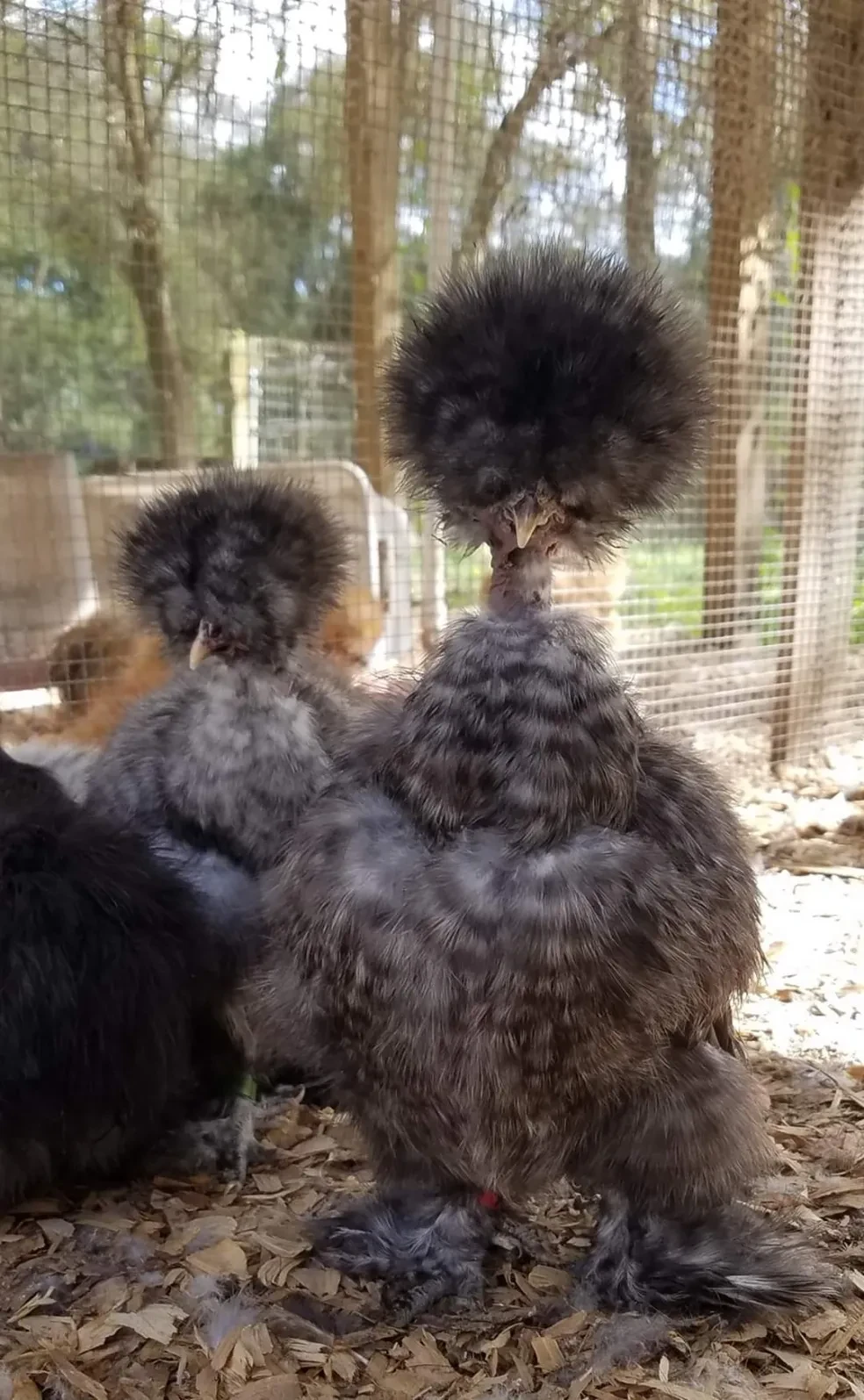 Evelyn, Salt & Pepa — black Silkies in the pen