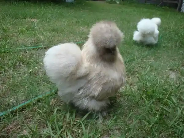 Macaroni, a buff Silkie on the grass