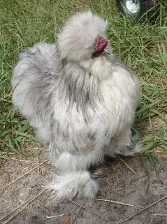 Merlin, a gray Silkie