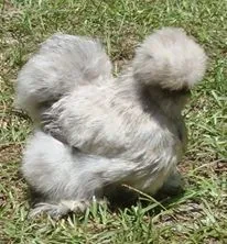 Pevarti, a gray Silkie on grass