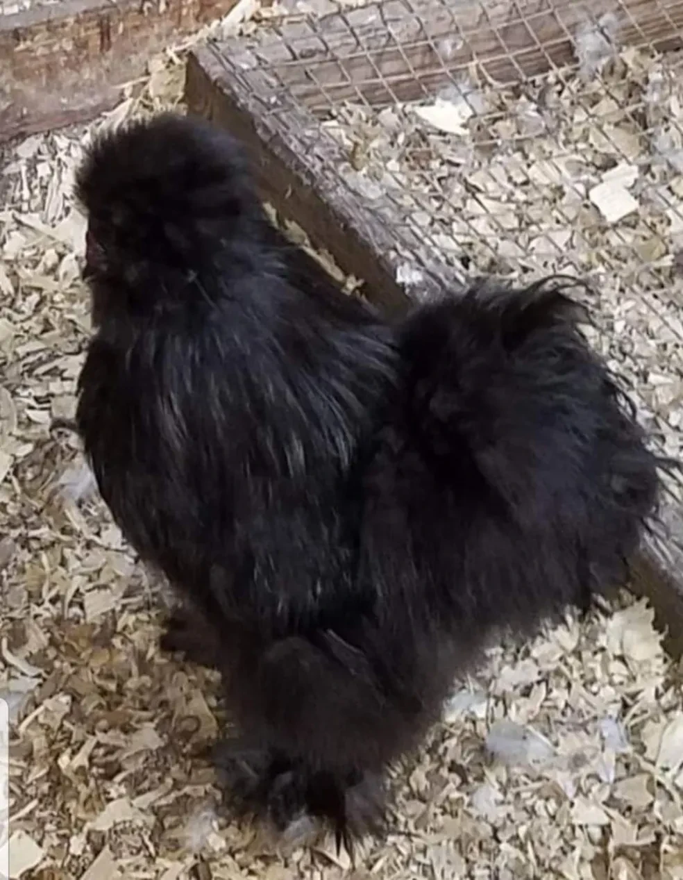 Raptor, a black Silkie on wood shavings