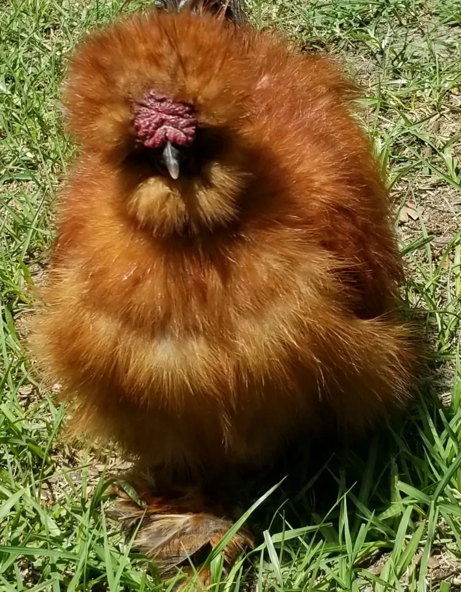 Roary, a fluffy golden-brown Silkie on grass