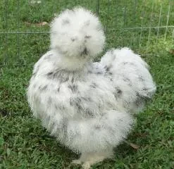 Splash Girl, a white and gray speckled Silkie