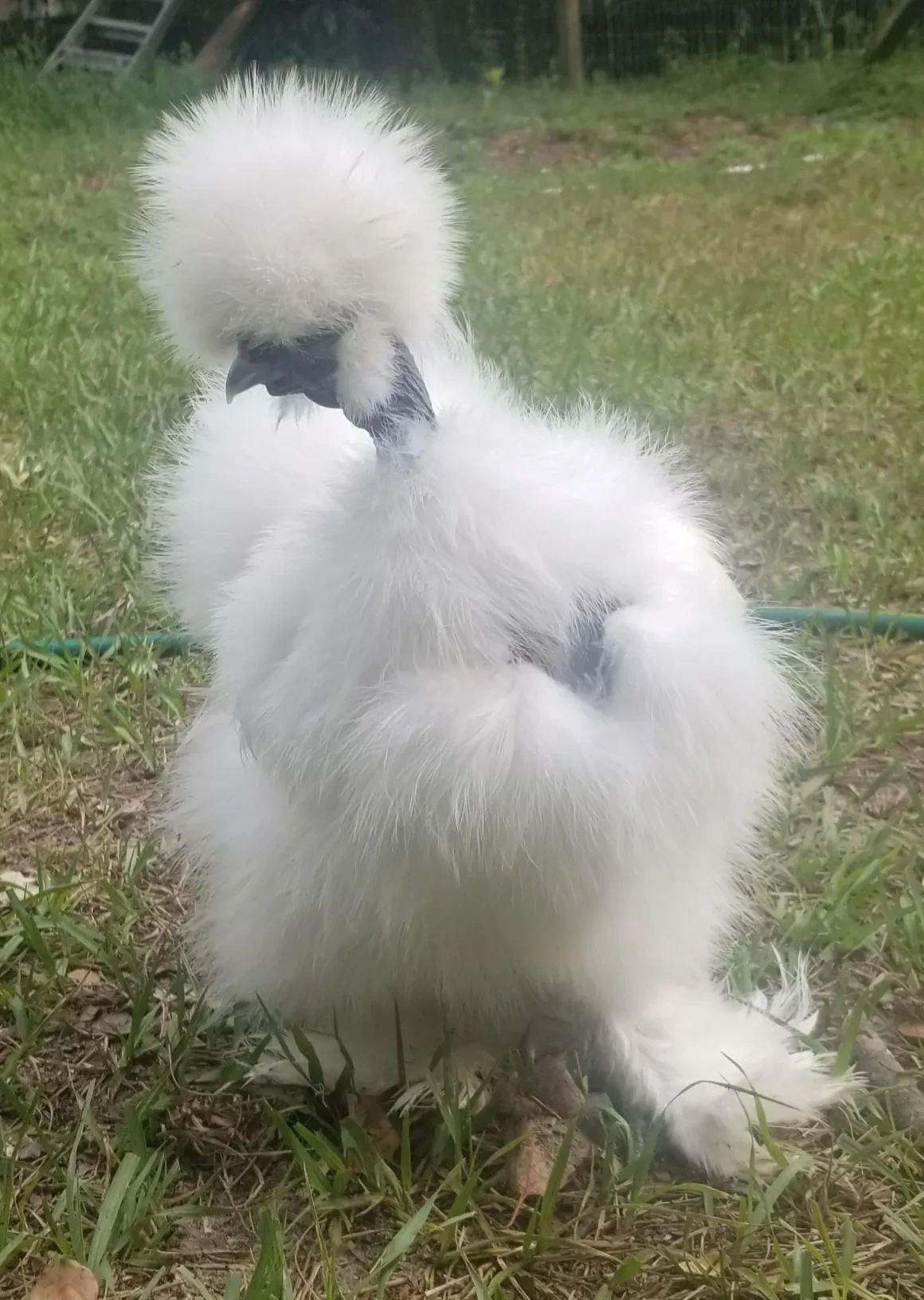 Tsunami, a beautiful white Silkie on grass