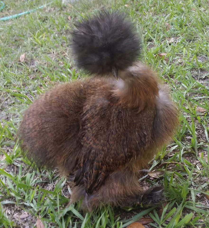 Winnefred, a brown Silkie on grass