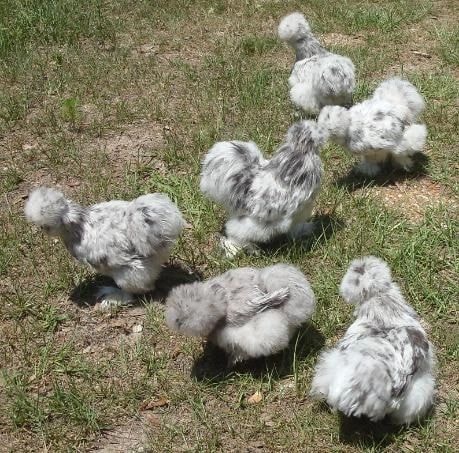 Group of Silkie chickens on grass